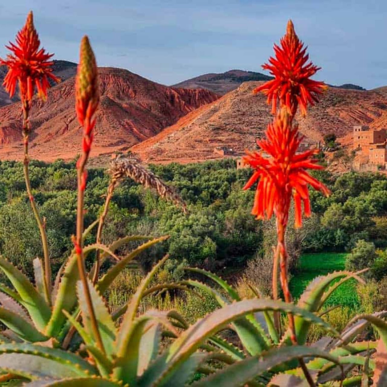Red aloe flowers in front of green terraced fields and red Atlas foothills